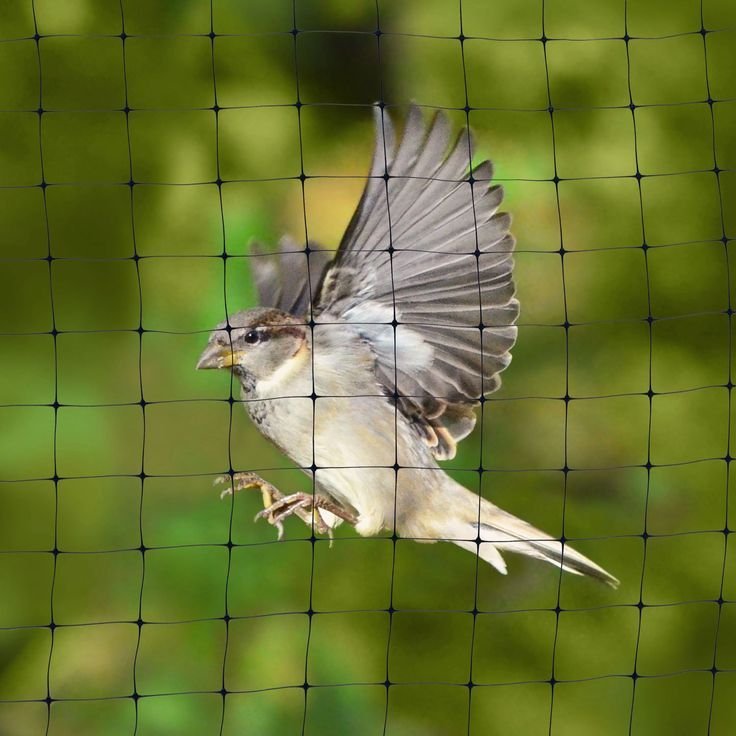Bird Nets Bengaluru