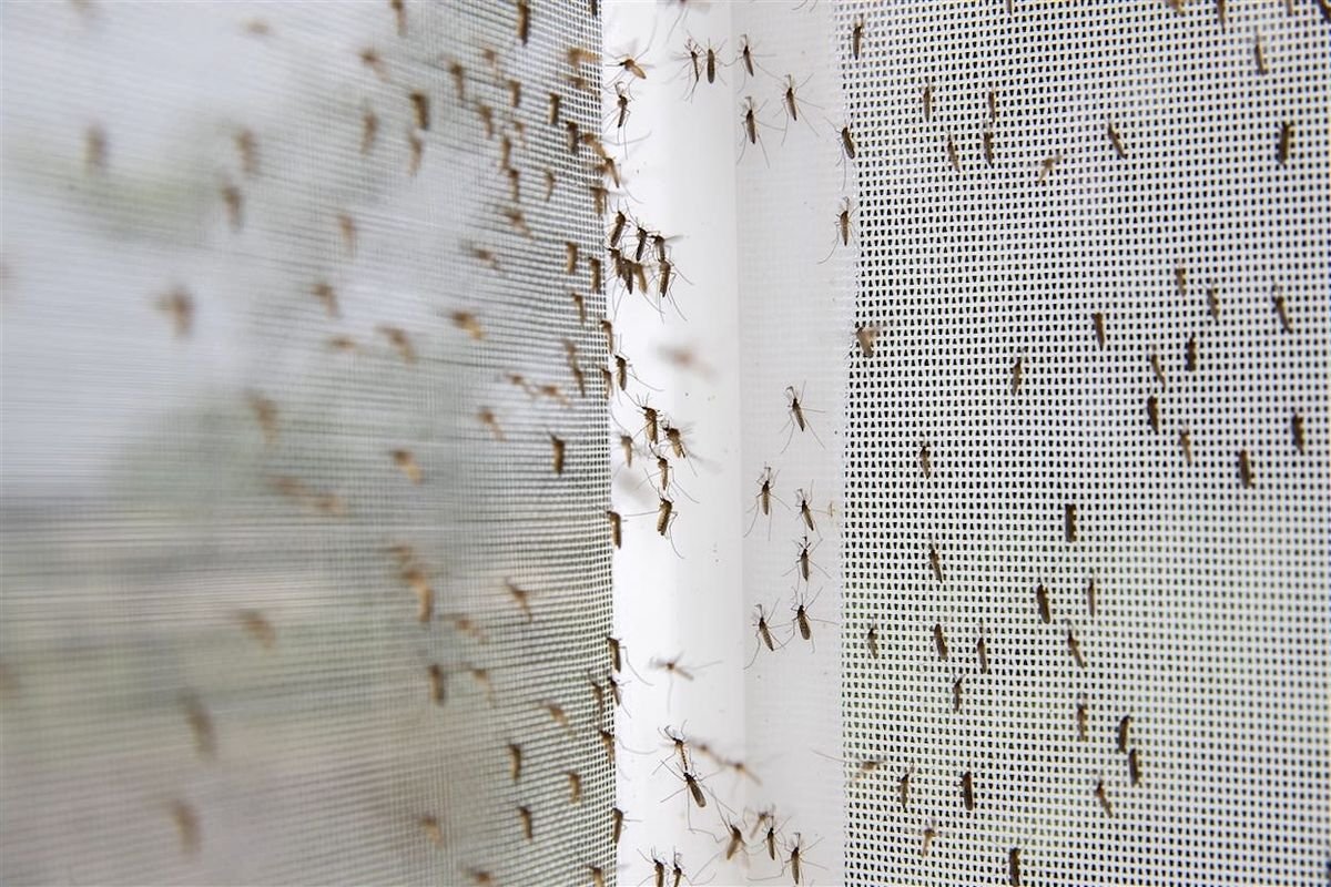 Mosquito Nets Bengaluru
